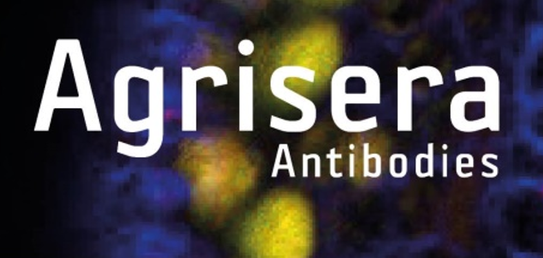 Agrisera植物細胞壁相關抗體，開學季促銷啦！